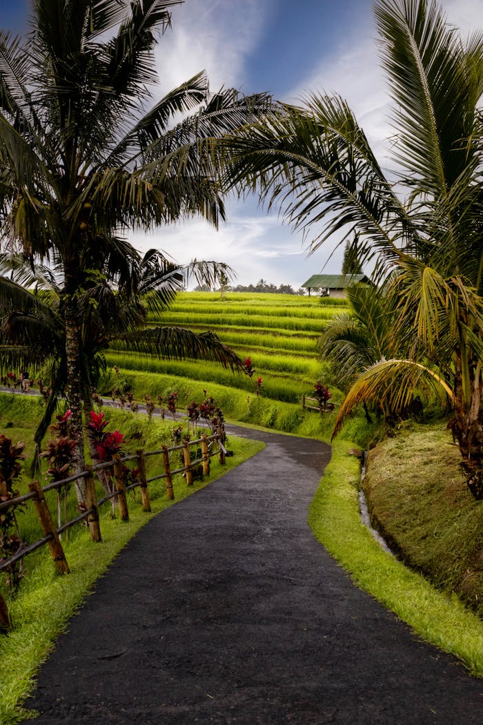 who-we-are Scenic path meandering through vibrant rice terraces and palm trees, perfect for travel and nature themes.
