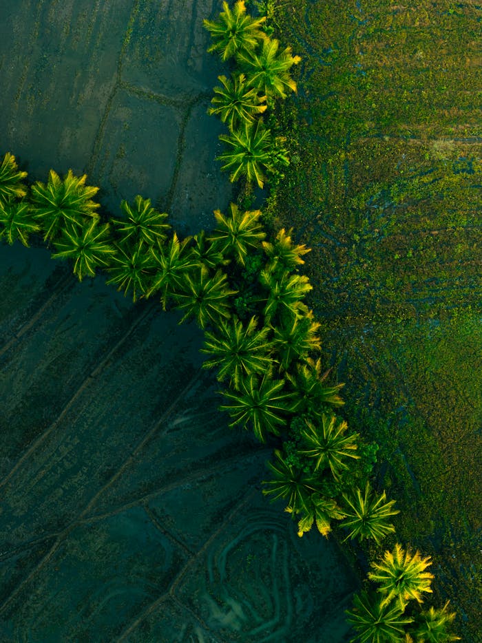 services-01 Free stock photo of aerial photography, cinematic drone shot, coconut trees