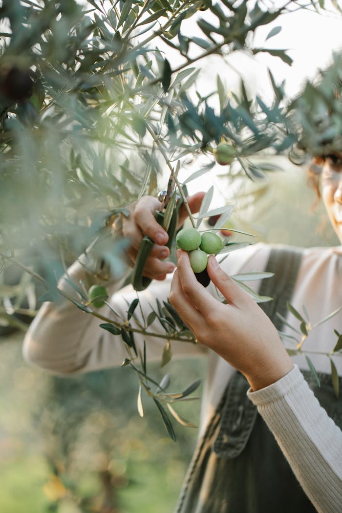 services-02 A woman harvesting green olives from an olive tree in a sunny orchard.