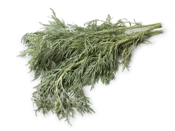 Learn About the Aazer Plant (Single-Seed Wormwood)