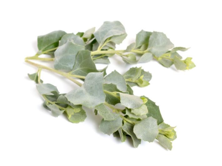 What You Need to Know About the Saltbush Plant