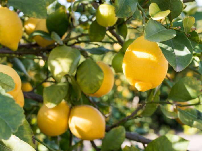Why Do Lemon Trees Die? Main Causes Explained